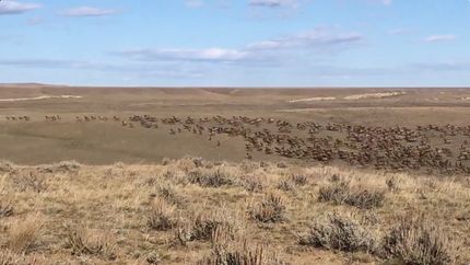 Land for sale in Golden Valley County, Montana