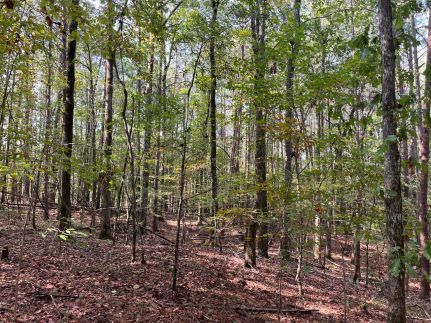 Land for sale in Tuscaloosa County, Alabama