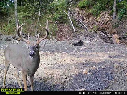 Land for sale in Hopkins County, Kentucky