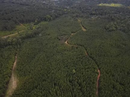 Land for sale in Amite County, Mississippi