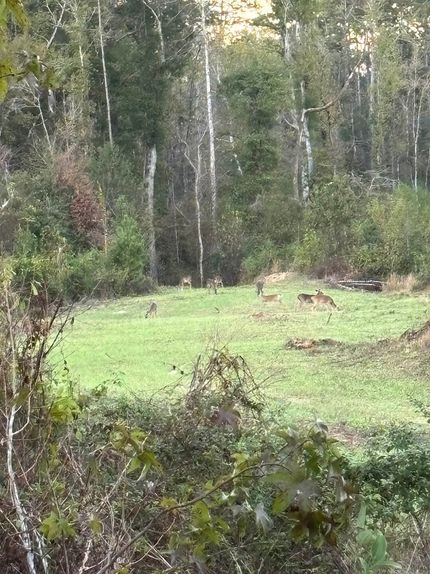 Land for sale in Amite County, Mississippi