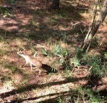 Land for sale in Montgomery County, Texas