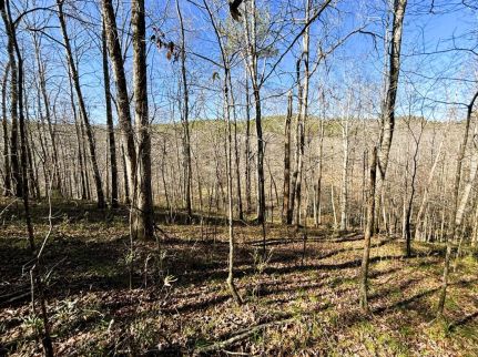 Land for sale in Lawrence County, Alabama