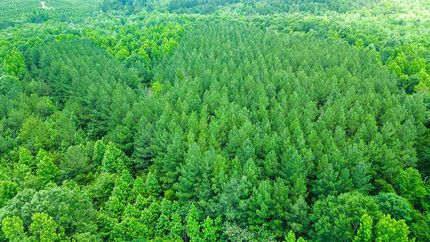 Land for sale in Wayne County, Mississippi