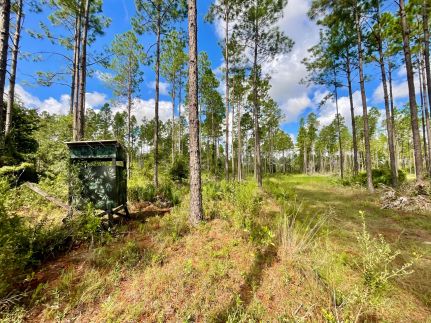 Land for sale in Gilchrist County, Florida