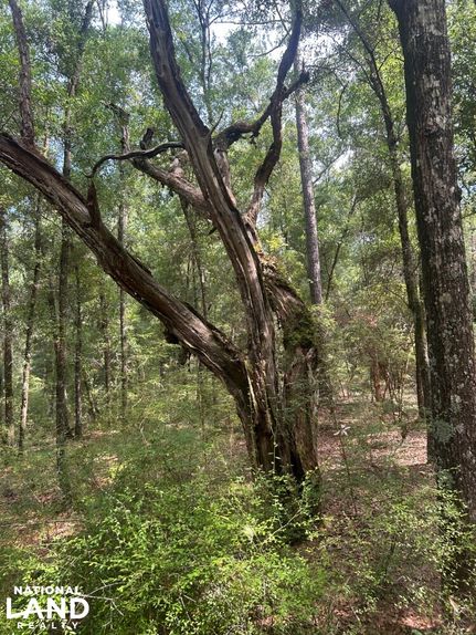 Land for sale in Dorchester County, South Carolina