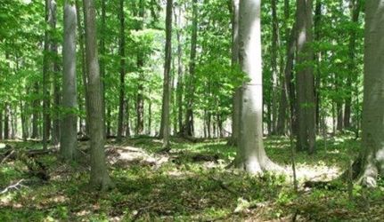 Land for sale in Chemung County, New York