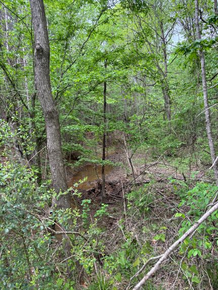 Land for sale in Sabine Parish, Louisiana