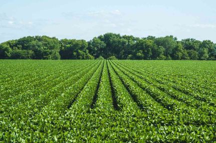 Land for sale in Tensas Parish, Louisiana