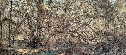 Land for sale in Pearl River County, Mississippi