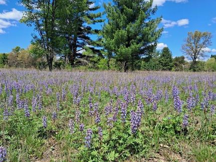 Land for sale in Newaygo County, Michigan