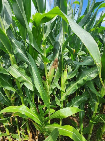 Hunting Property for sale in Saline County, Missouri