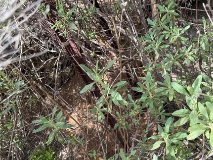 Undeveloped Land for sale in San Diego County, California