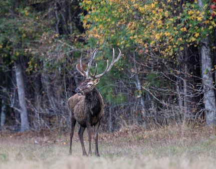 Farm and Ranch for sale in Nacogdoches County, Texas
