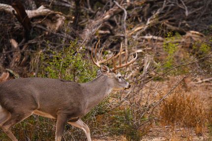 House for sale in Castro County, Texas