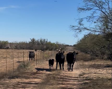 Land for sale in McCulloch County, Texas