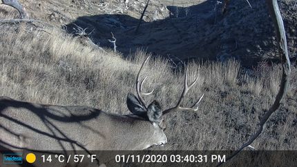 Land for sale in Wheatland County, Montana