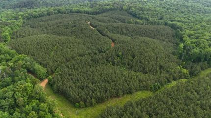 Timberland Property for sale in Tishomingo County, Mississippi