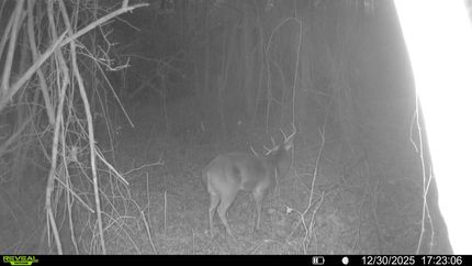 Land for sale in Tippah County, Mississippi