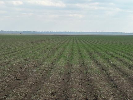 Land for sale in East Carroll Parish, Louisiana