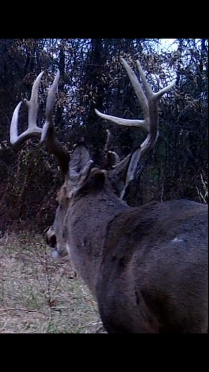 Land for sale in Wayne County, Illinois