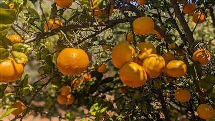 Undeveloped Land for sale in Riverside County, California