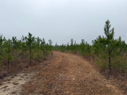 Land for sale in Washington County, Alabama