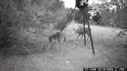 Land for sale in Comanche County, Texas