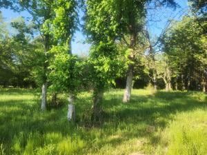 Land for sale in Johnson County, Arkansas