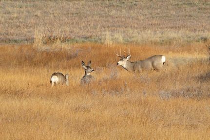 Land for sale in Moffat County, Colorado