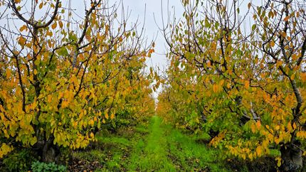 Timberland Property for sale in Fresno County, California