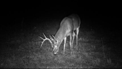 Land for sale in Laclede County, Missouri