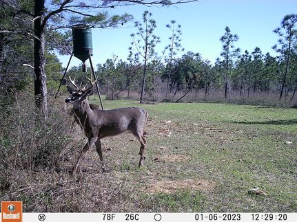 Timberland Property in Jackson County, Florida