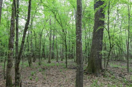 Land for sale in Caldwell Parish, Louisiana