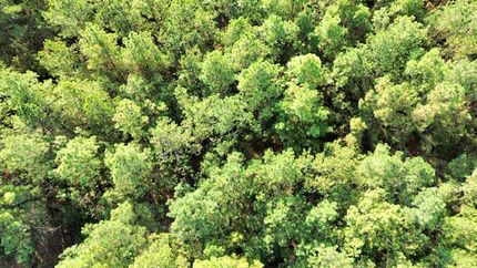 Land for sale in Angelina County, Texas