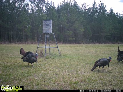 Land for sale in Williamsburg County, South Carolina