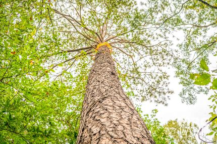 Homesite for sale in Tyler County, Texas