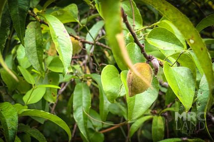 Hunting Property for sale in Shelby County, Texas