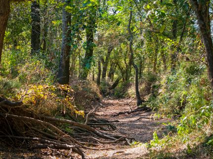 Land for sale in Limestone County, Texas