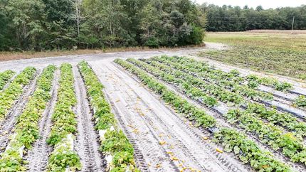 Farm and Ranch for sale in Barnwell County, South Carolina