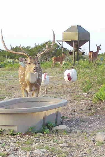 Farm and Ranch for sale in Val Verde County, Texas