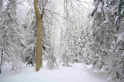 Undeveloped Land for sale in Caledonia County, Vermont