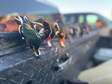 Timberland Property for sale in McIntosh County, Georgia