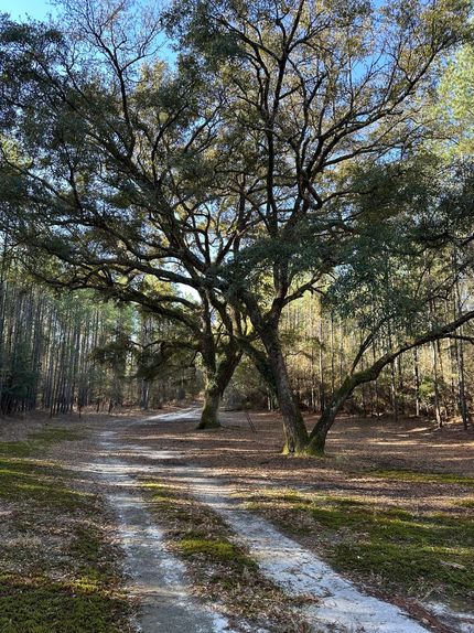 Land for sale in Covington County, Alabama