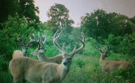 Timberland Property for sale in Pontotoc County, Oklahoma