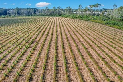 Farm and Ranch for sale in Appling County, Georgia