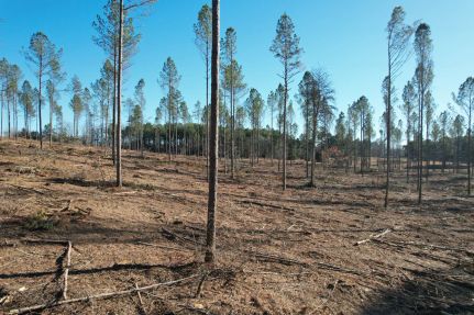 Land for sale in Wayne County, Tennessee