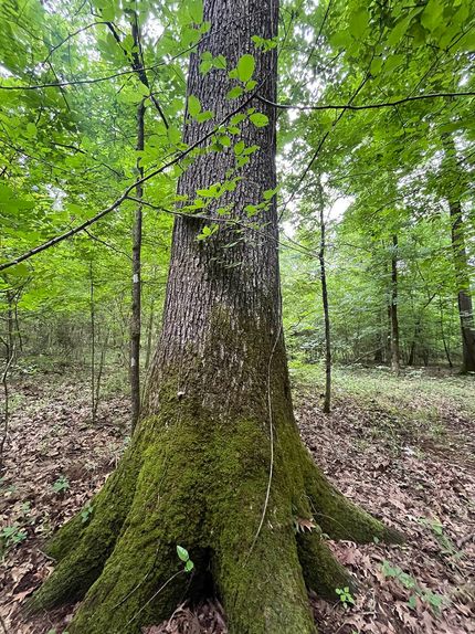 Timberland Property for sale in Claiborne Parish, Louisiana