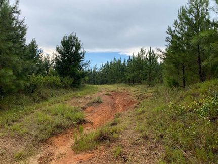 Timberland Property in Washington County, Georgia