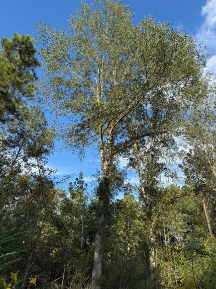 Land for sale in Scott County, Mississippi